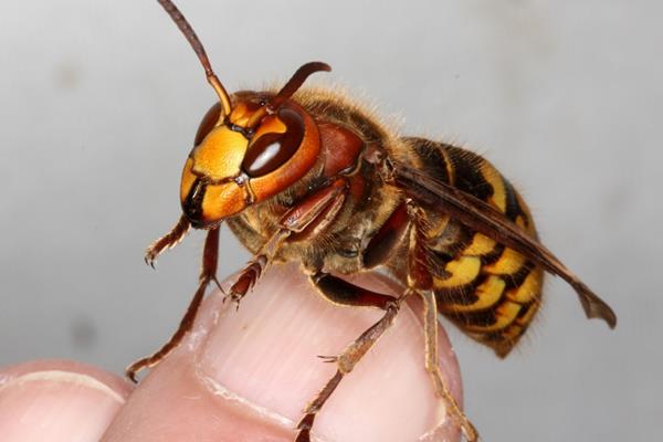 Frelon asiatique : comment devenir parrain de pièges?