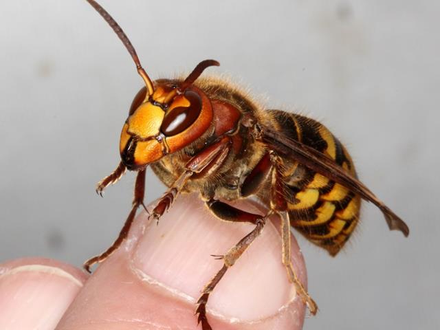 Asiatische Hornissen: Wie werde ich Fallen-Pate?