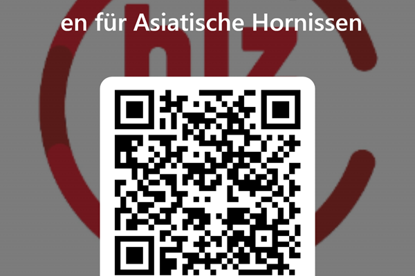 Frelon asiatique : comment devenir parrain de pièges?