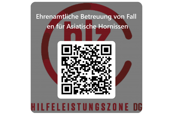 Asiatische Hornissen: Wie werde ich Fallen-Pate?