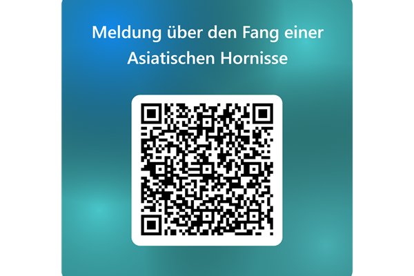 Asiatische Hornissen: Wie werde ich Fallen-Pate?