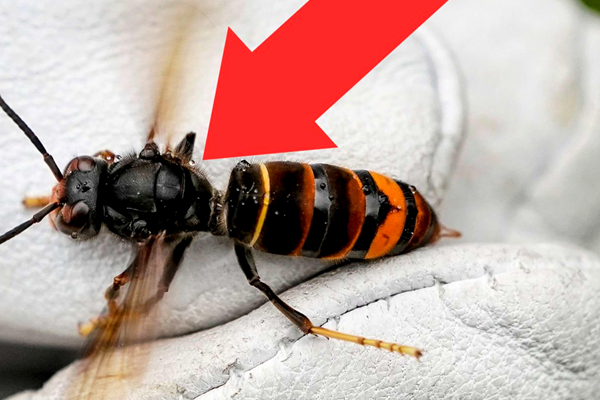 Frelon asiatique : comment devenir parrain de pièges?