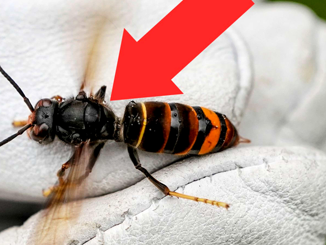 Asiatische Hornissen: Wie werde ich Fallen-Pate?